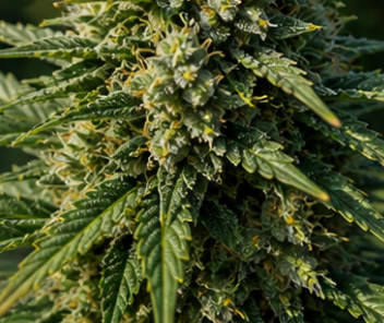 FEMINIZED CBG STRAINS