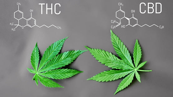 FAST VERSION CBD STRAINS