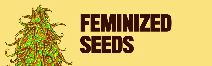 Feminized Seeds