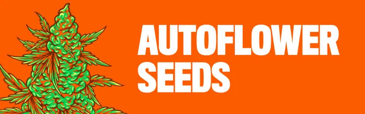 Autoflower Seeds